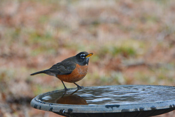 istock Robin in a birdbath- Howard County, Indiana 2133568772