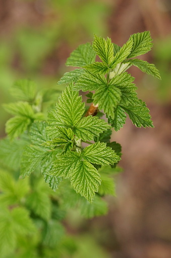 Branch with young raspberry leaves; Rubus Idaeus; closeup photography