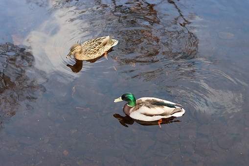 Pair of mallard ducks swimming on a lake