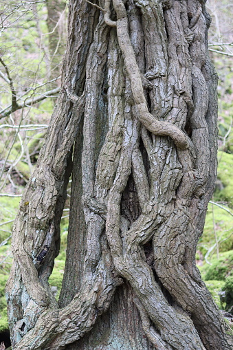 Close up of a twisted and gnarled tree trunk