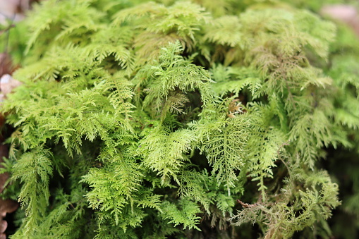 Close up of thick green fern-like moss