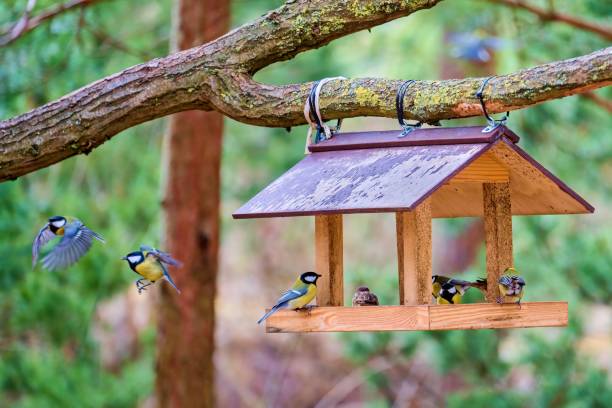 istock Bird feeder. Beautiful garden bird great tit - Parus major. Selective focus. 2133625086
