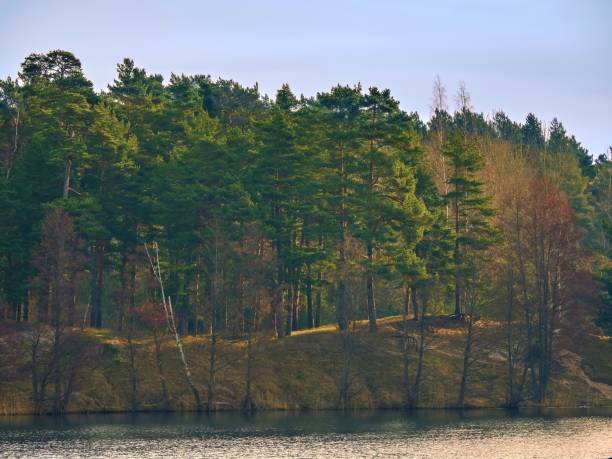 istock Mixed forest by the lake in the morning. 2133625610
