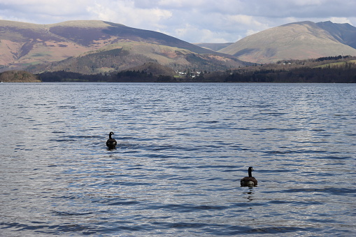 Pair of canada geese swimming on a lake in the Lake District