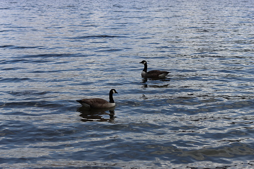 Pair of canada geese swimming on a lake