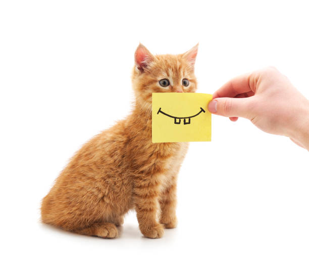 istock One little red kitten with smiley sticker sitting. 2133631867