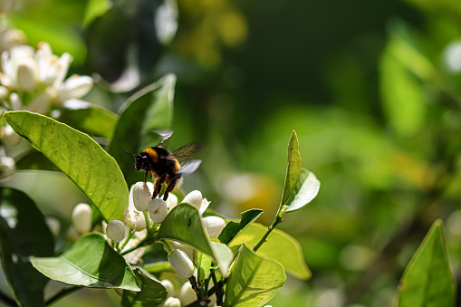 A bumblebee on orange blossoms. Spring. Space for text.