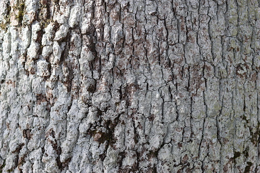 Oak tree bark covered in white lichen