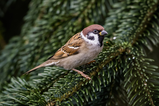 Tree sparrow.