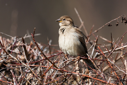 Portrait of a female house sparrow.