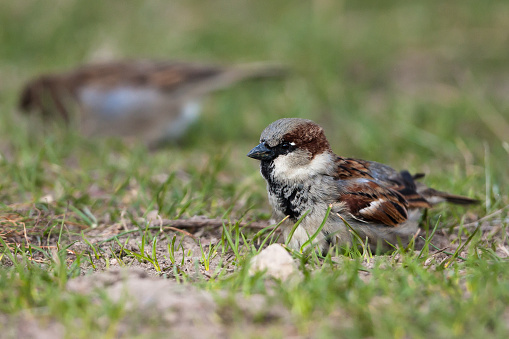 Male and female house sparrows perched on a branch
