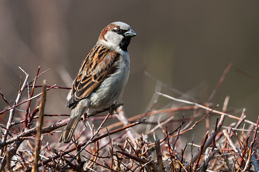 Portrait of a male house sparrow.