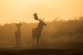 European fallow deer (Dama dama)