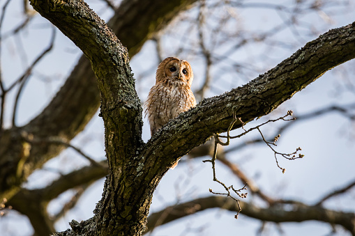 Tawny owl, brown owl, wild animal.