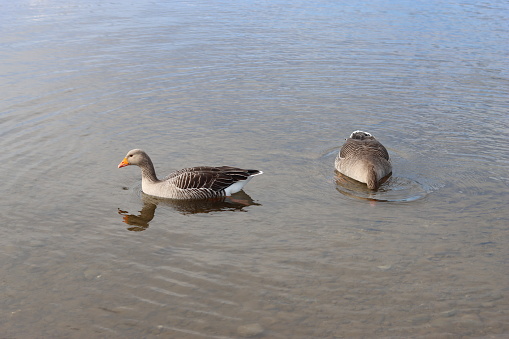 Pair of greylag geese swimming on a calm lake