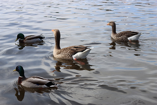 Greylag geese and mallard ducks swimming on a lake
