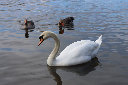 Swan and greylag geese swimming on a lake