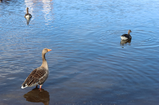 Greylag geese standing and swimming around a lake shore