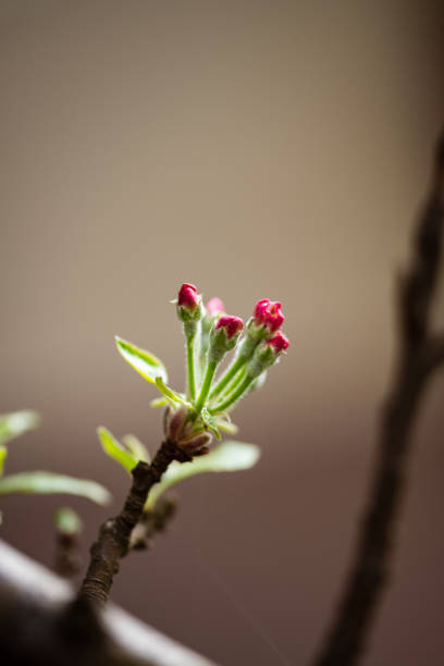 Red apple bud flower on blurred background macro photography