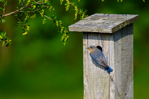 Eastern bluebird female, sialia sialis, feeding babies in birdhouse
