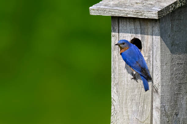 istock Eastern bluebird male on birdhouse 2133639707