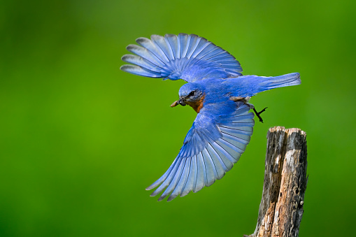 Eastern bluebird male, sialia sialis, in flight.