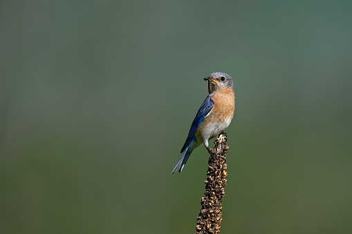 Eastern bluebird female, sialia sialis, perching with worm to feed the nestlings.