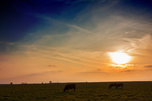 istock View of the pasture, cows graze at sunset 2133645934