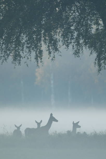 istock Deers in the morning fog 2133648020