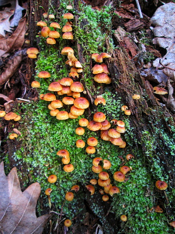 Small orange mushrooms thriving on an old moss-covered stump in spring