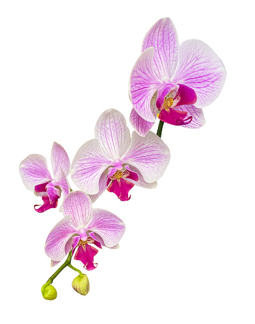 Branch of beautiful pink and white Phalaenopsis Orchid isolated on white background. White and pink orchid phalaenopsis flowers on branch isolated on white background with clipping path.