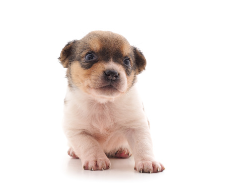 One little dog isolated on a white background.