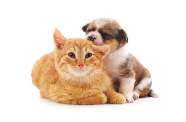 istock Small cat and puppy. 2133660712