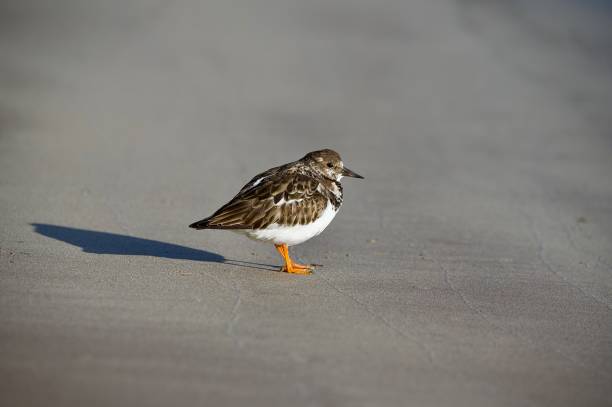 Turnstone wader bird feeding on a sandy pebble beach