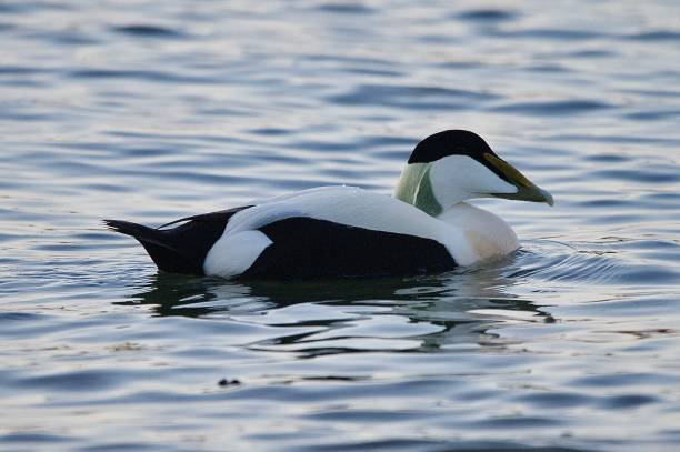 istock Male female Eider duck seaside bird 2133663885
