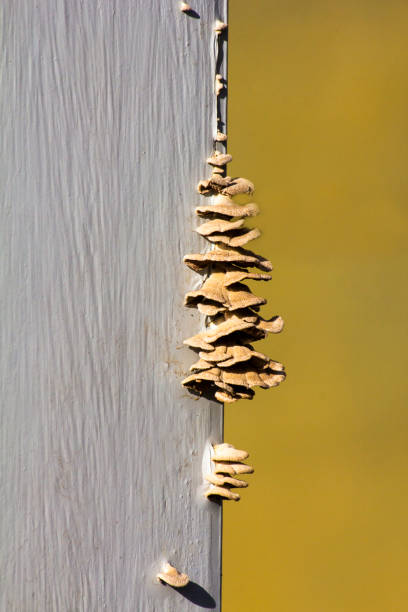 Mushrooms arranged on a wall
