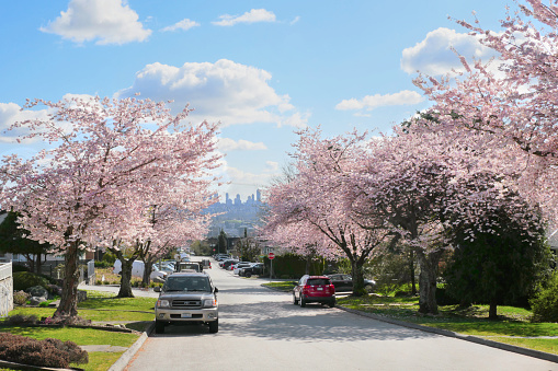 Beautiful cherry blossom trees during a spring season in a Metro Vancouver neighborhood with the skyline of Burnaby in the background in British Columbia, Canada.