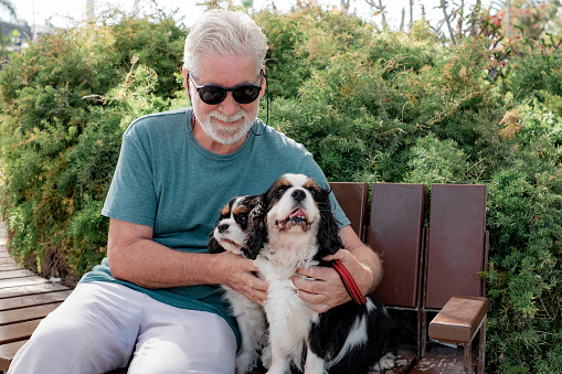 Senior bearded man with sunglasses sitting on a park bench with his two cavalier king charles spaniel dogs. Elderly smiling man enjoys retirement and free time with his best friends