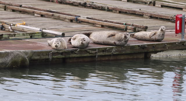 Four seals are sitting on a dock