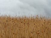 Abstract grass against gray storm cloud