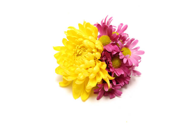 Beautiful pink chrysanthemum with dew, chrysanthemum flowers