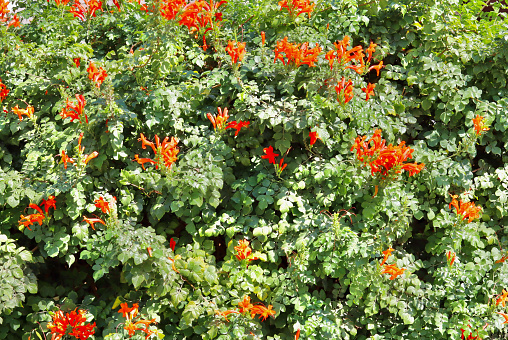 Background from orange trumpet vine flowers in the garden. Natural floral backdrop