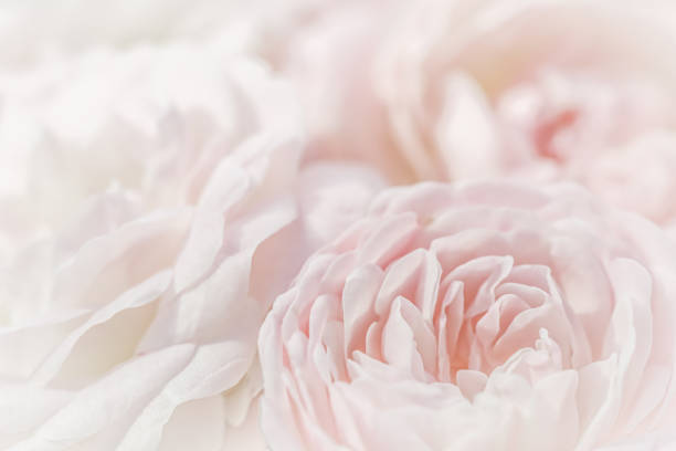 istock White rose flower petals.Abstract floral background. Soft focus 2133718273