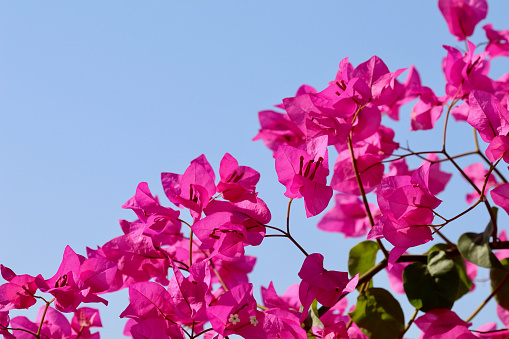 Pink Begonville flowers against blue sky on a sunny day. Floral background