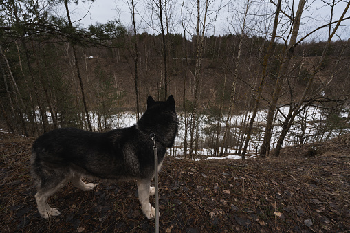 Walking a husky dog on a leash in nature in early spring. High quality photo
