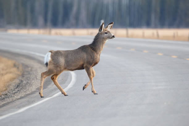 istock Mule deer is crossing the road in spring close to the forest. 2133744041