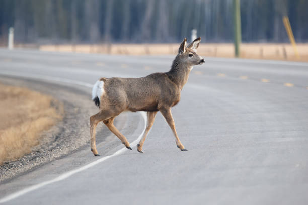 istock Mule deer is crossing the road in spring close to the forest. 2133744042