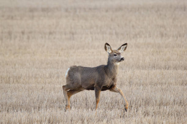 Cute female Mule deer is walking in the stubbles of agricultural field in early spring.