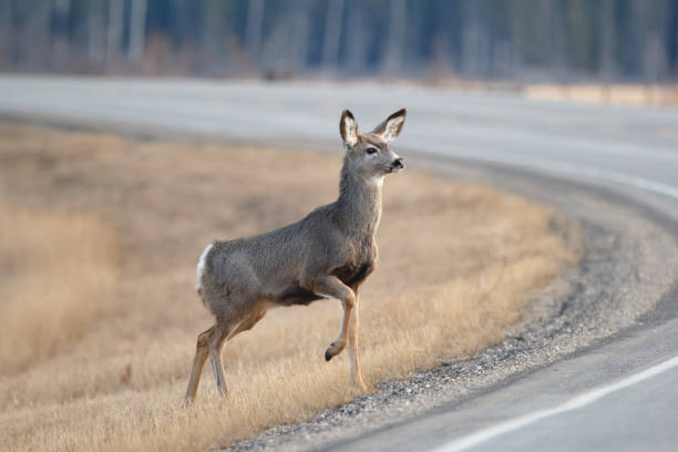 istock Mule deer is crossing the road in spring close to the forest. 2133744046