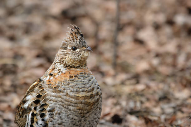 istock Female ruffed grouse in the spring forest among dry grasses. 2133745087